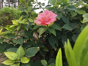 Close-up of pink flowers blooming outdoors