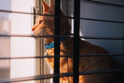 Cat sitting by window