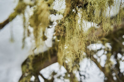 Close-up of frozen plant