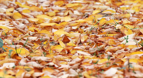 Full frame shot of autumn leaves