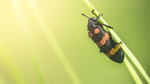 Close-up of insect on leaf