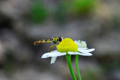 Close-up of insect on flower