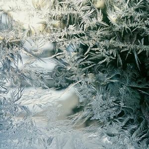 View of snow covered trees