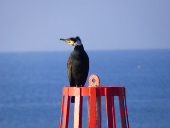 Cormorant perching on a buoy against sea