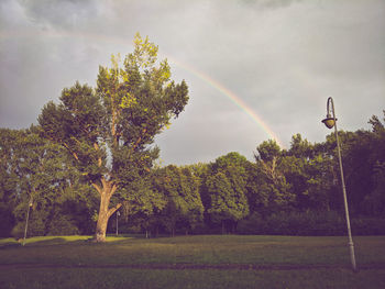 Trees on field against rainbow in sky