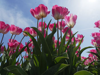 Close-up of pink flowering plants against sky