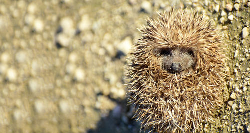 Close-up of an animal