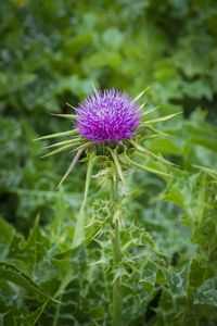 Close-up of purple thistle flower on field