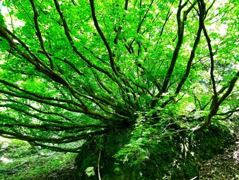 Low angle view of bamboo trees in forest