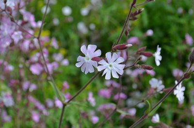 Close-up of pink flowers