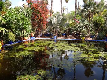 Reflection of trees in pond