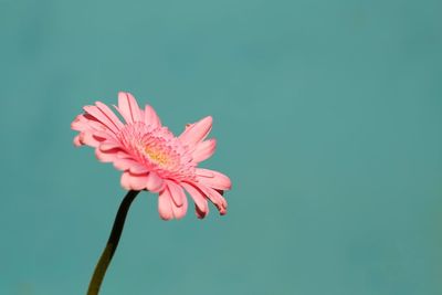 Close-up of pink flower against blue sky