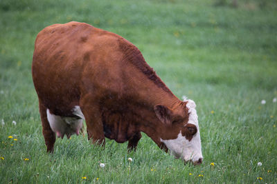 Cow grazing in a field