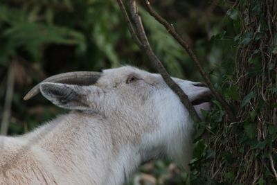 Close-up of goat by plants