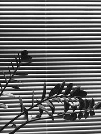 Close-up of plant by window