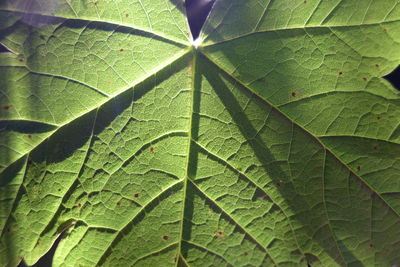 Full frame shot of fresh green leaves