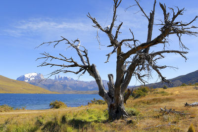 Dead tree on field against sky