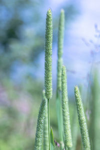 Close-up of flowering plant