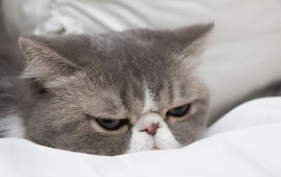 Close-up of a cat resting on bed