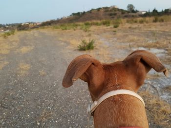 Close-up of dog standing on field against sky