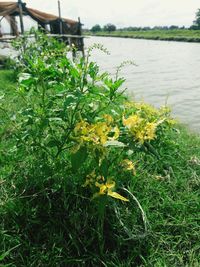 Close-up of yellow flowers blooming outdoors