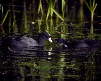 Ducks swimming in lake