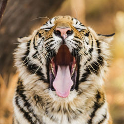 Close-up of tiger yawning outdoors