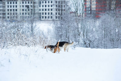 Dog running on snow covered land