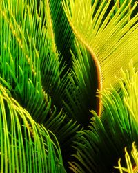 Close-up of palm tree leaves