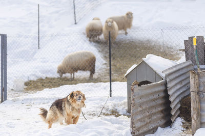 Dog and sheep on snow covered landscape