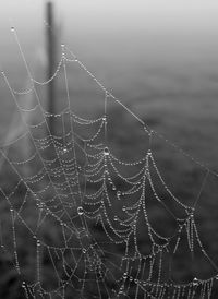 Close-up of wet spider web