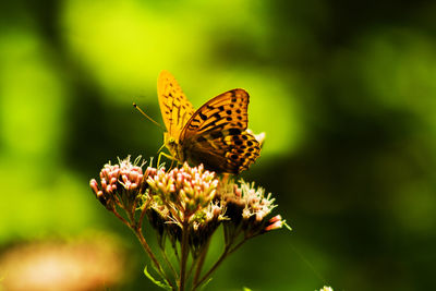 Close-up of butterfly pollinating on flower