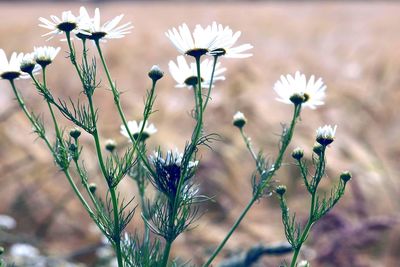 Close-up of flowering plant