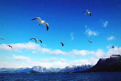 Seagulls flying over sea against sky