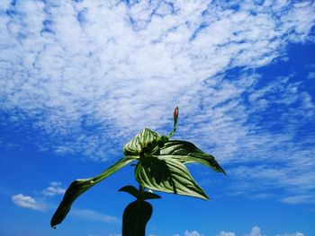 Low angle view of flowering plant against blue sky