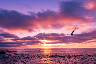 Silhouette bird flying over sea against sunset sky