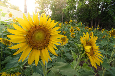 Close-up of yellow flowering plants on field
