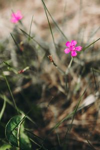 Close-up of pink flowering plant