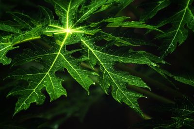 Full frame shot of leaves