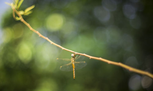 Close-up of insect on plant