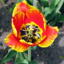 Close-up of yellow flower blooming outdoors