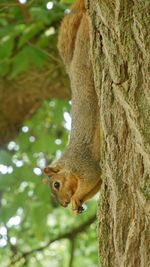 Close-up of squirrel on tree trunk