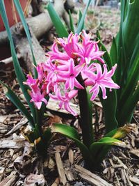 Close-up of pink flowers blooming on field