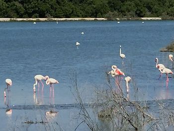 Birds in lake