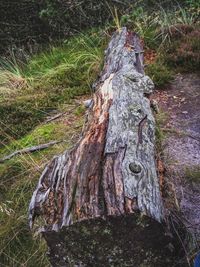 High angle view of tree stump on field