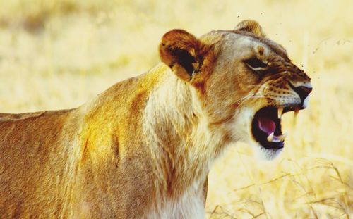 Close-up portrait of an animal