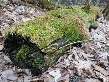 High angle view of moss growing on rock