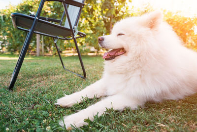 White dog looking away