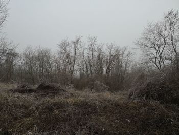 Bare trees on field against sky