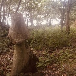 Trees on field in forest
